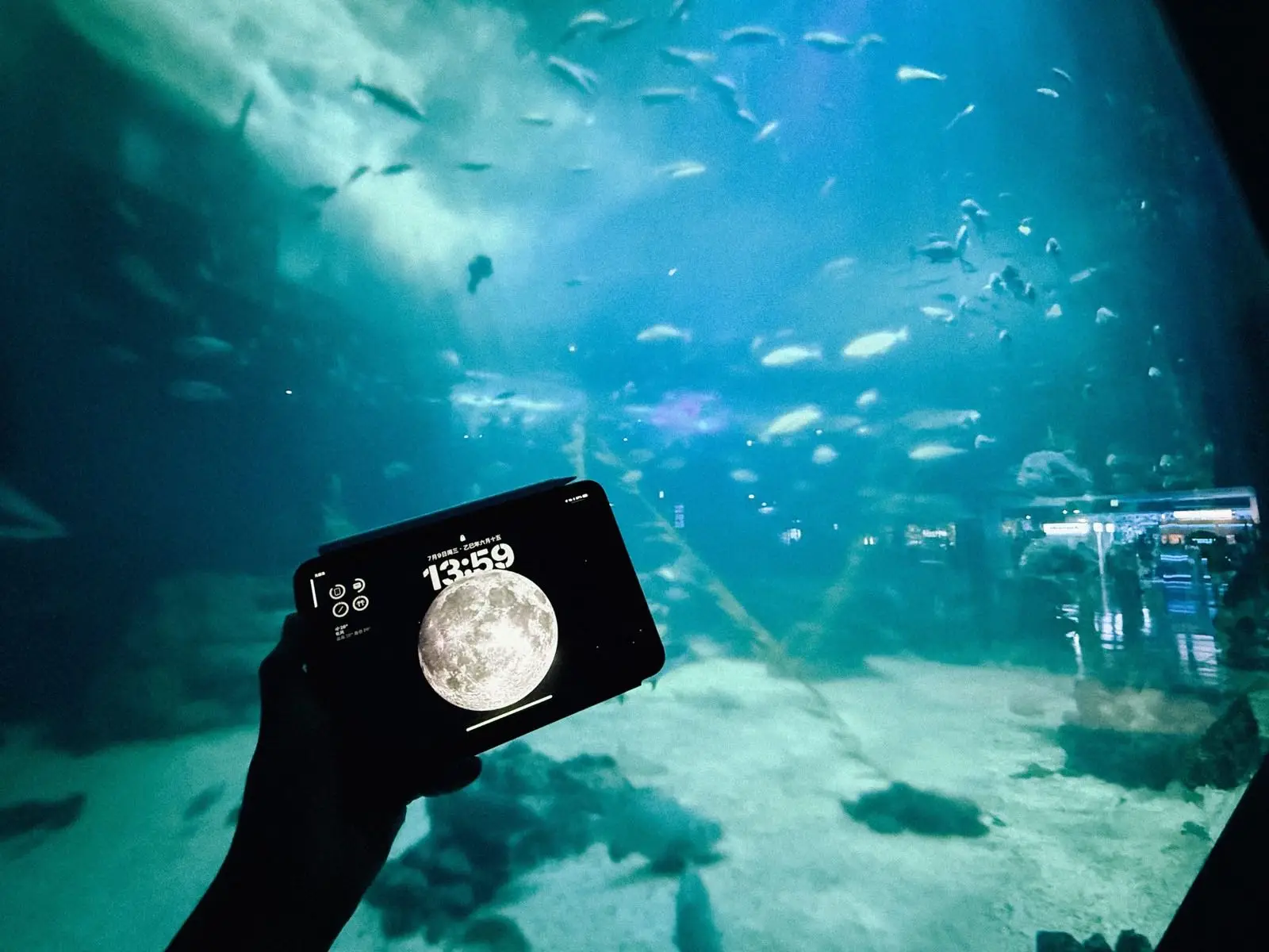 水族馆中手持 iPad mini